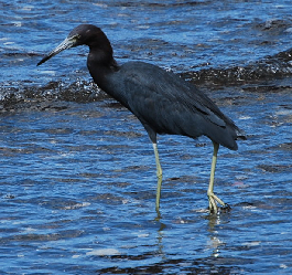 Little Blue Heron